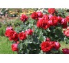 Роза Ред Эден (Red Eden)